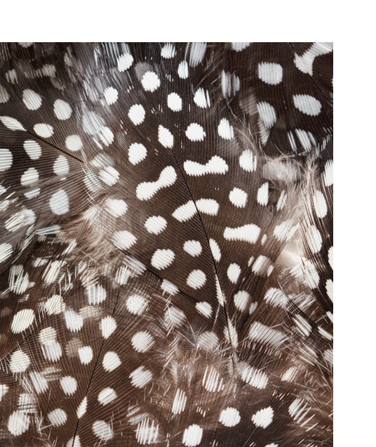 à propos 34 guinea fowl feathers texture as background